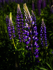 Lupine Field