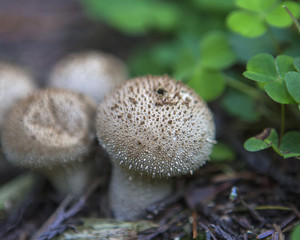 Common puffball fungus mushroom