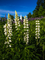Lupine Field