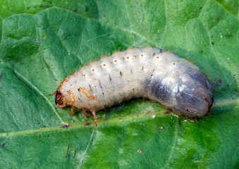 White chafer grub against the background of a plant leaf. Larva of the May beetle. Agricultural pest.