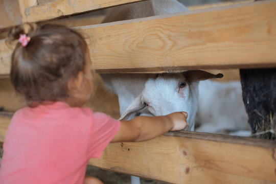 Little cute girl feeds white goat at goat farm. Little girl with goat