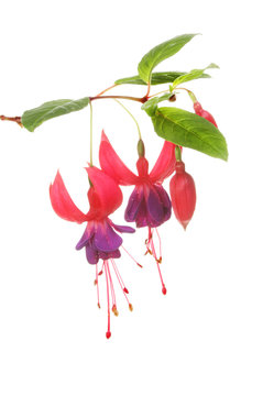Fuscia flowers and leaves