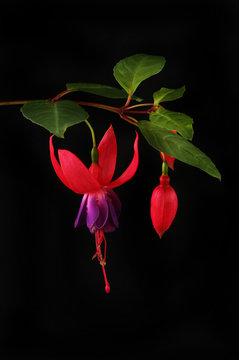 Fuscia flower and leaves against black
