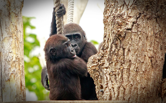 Two adolescent lowland gorillas embracing while holding onto a rope
