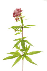 Hemp-agrimony flowers and foliage