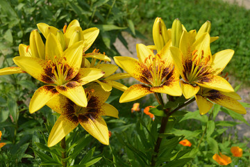 The beauty of flowers. Bush bright yellow Lily blooms in the flower bed in the garden. A close-up photograph