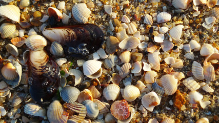 Banner, poster, pattern with seashells on sand at a summer beach. Sea summer vacation, time for holiday. Variety of sea shells, sand as background with space for the text. Top view. Marine life.