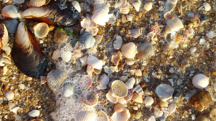 Fototapeta premium Banner, poster, pattern with seashells on sand at a summer beach. Sea summer vacation, time for holiday. Variety of sea shells, sand as background with space for the text. Top view. Marine life.