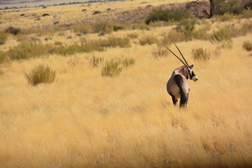 natura africana