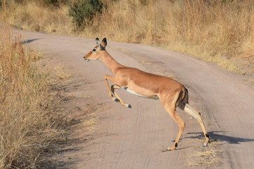 Impala