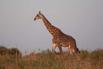 Giraffa