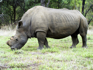A rhino grazes peacefully on an African savanna landscape