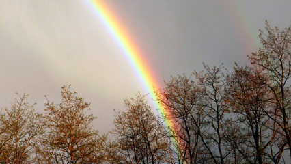 Rainbow over the forest brakes the picture in two halfes