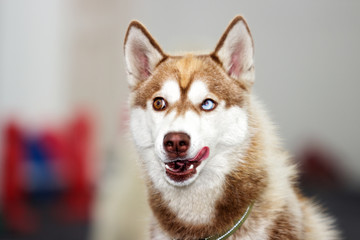 funny muzzle husky dog