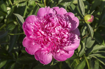 Fototapeta premium Paeonia suffruticosa in bloom with buds