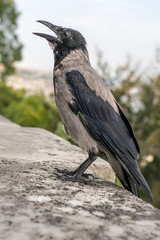 Fototapeta premium just gray crow
