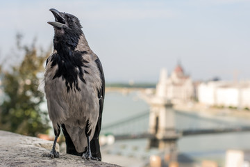 Gray crow and view of Danube
