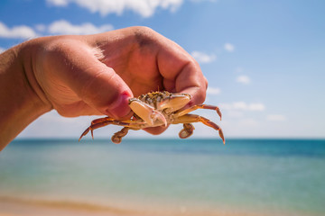 Holding a live crab