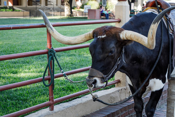 Texas Longhorn