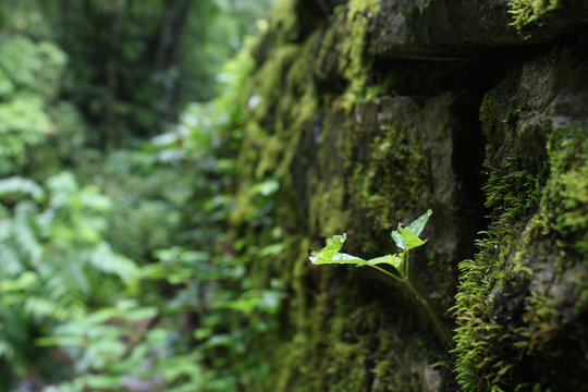 North American Forest Plant Growing on Moss Covered Wall