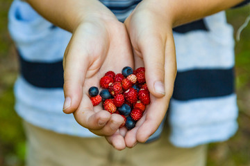 Close up of a young boys hands holding a bunch of fresh picked forest strawberries and blueberries.
