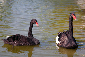 Obraz premium Pair of black swans on the water