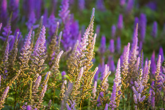 Beautiful purple flowers. A field of purple flowers on sunset rays of the sun