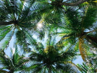 Fototapeta na wymiar Palm tree canopy looking up