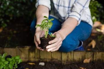 Woman planting young plant into the soil