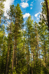 Fototapeta premium Beautiful pine trees in wild forest and blue sky