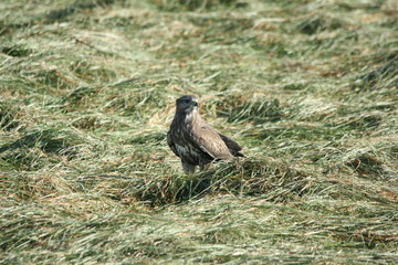 Mäusebussard Wildlife