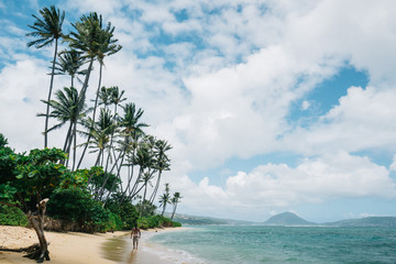 Palms on beach in Hawaii