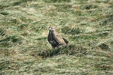 Mäusebussard Wildlife