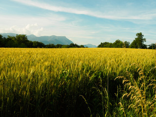 Feld in Manerba, Gardasee, Italien