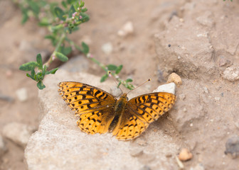 Spangled Fritillary butterfly resting on the ground