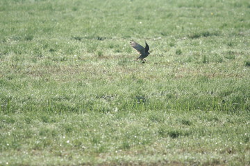 Turmfalke mit Beute am Morgen mit Maus