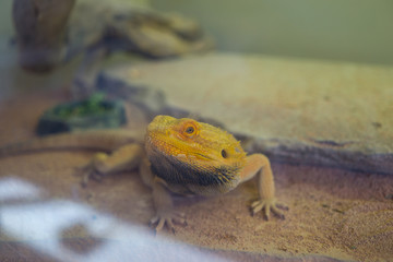 lizard, amphibian in the foreground