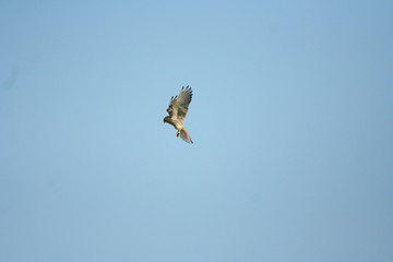 Fototapeta premium Turmfalke Terzel im Rüttelflug