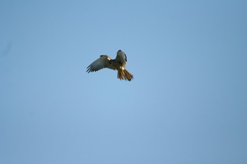 Turmfalke Terzel im Rüttelflug
