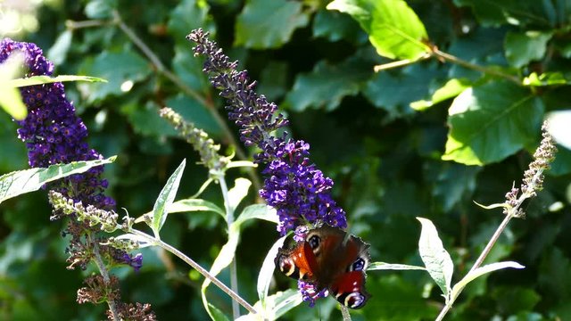 Peacock butterfly on a buddleja buzz in Arhus Denmark