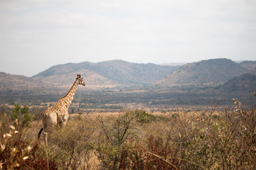 Giraffe beim Ausblick