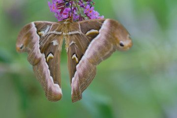 butterfly, macro moth, insect in the foreground