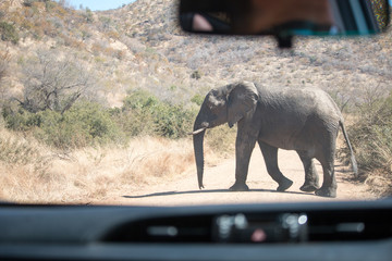 Elefant 