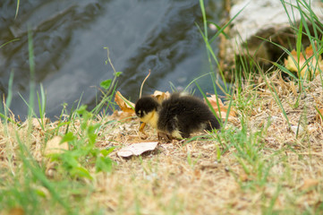 Duck and puppy duck closeup