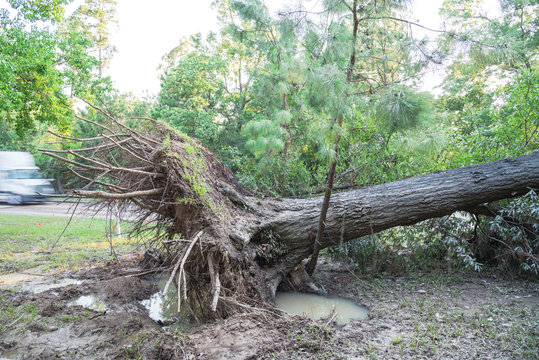 A large live oak tree uprooted by Harvey Hurricane Storm fell on bike/walk trail/pathway in suburban Kingwood, Northeast Houston, Texas, US. Fallen tree after this serious storm came through.