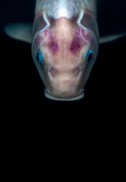 Koi