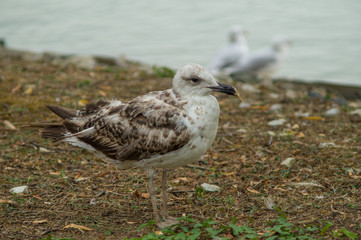 gull in the foreground