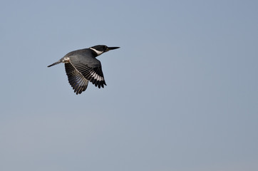 Obraz premium Belted Kingfisher Flying in a Blue Sky