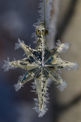 Golden Frost Covered Christmas Star Decorating an Outdoor Tree