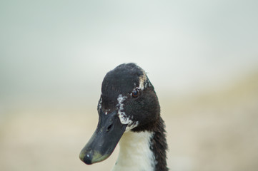 Duck and puppy duck closeup